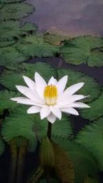 Close-up of lotus water lily in pond