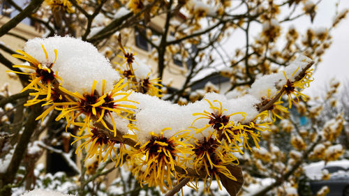 Close-up of frozen cherry blossom during winter