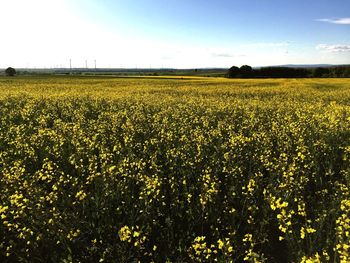 Scenic view of oilseed rape field against sky