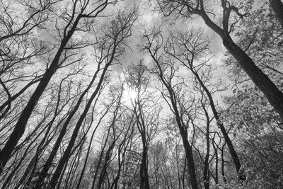 Low angle view of bare trees in forest