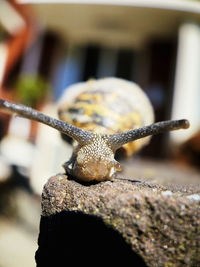 Close-up of snail