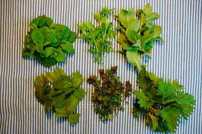 Directly above shot of various herbs arranged on table