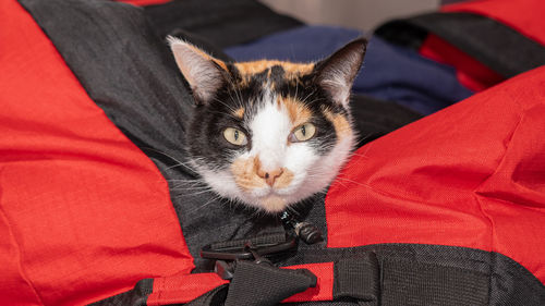 Close-up portrait of cat relaxing on red carpet