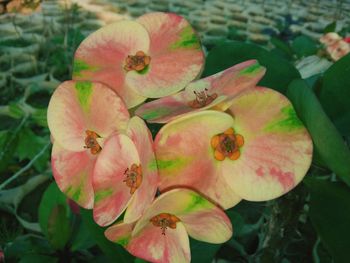 Close-up of pink flowers