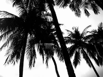 Low angle view of palm trees against sky