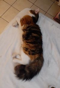 High angle view of cat sleeping on floor