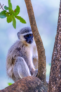 Low angle view of monkey