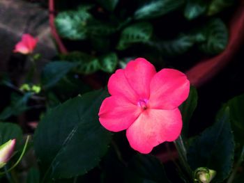 Close-up of pink flower blooming outdoors