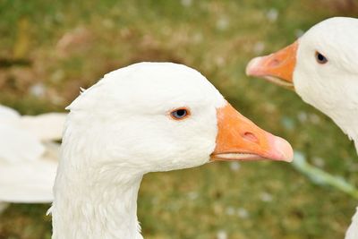 Close-up of swan