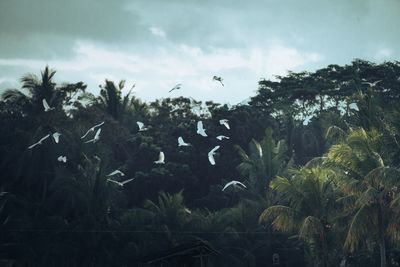 Plants and trees in forest against sky