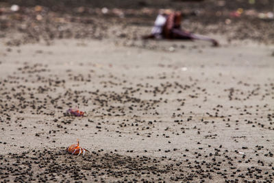 Sand view with an orange crab 