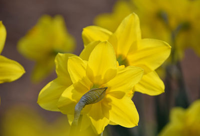 Close-up of yellow flowers blooming outdoors