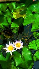 Close-up of lotus water lily in pond