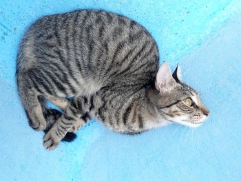 High angle view of cat lying on blue surface