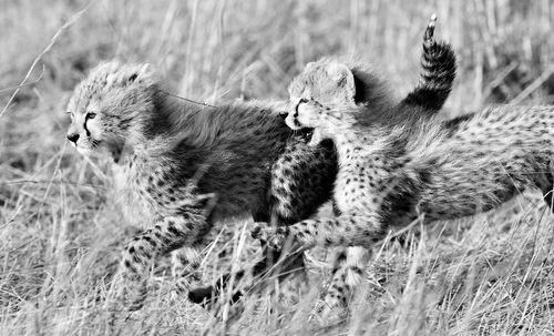 High angle view of cats on field