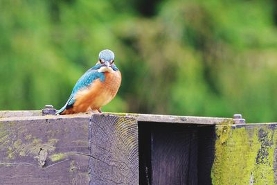 Close-up of bird perching on railing