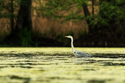 Bird perching on a land