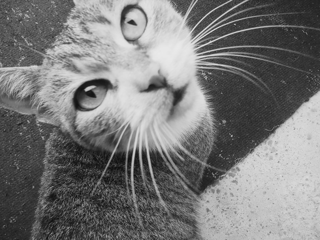 CLOSE-UP PORTRAIT OF CAT ON FLOOR