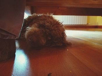 Dog relaxing on hardwood floor