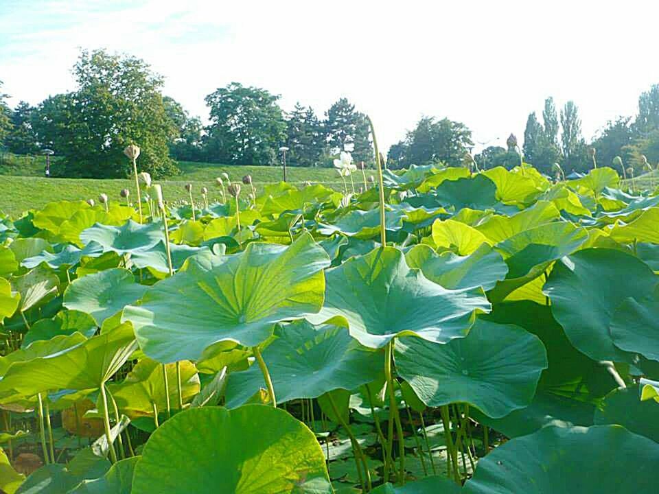 growth, flower, leaf, beauty in nature, plant, green color, freshness, nature, sky, fragility, tree, blooming, tranquility, field, day, sunlight, sunflower, park - man made space, outdoors, tranquil scene