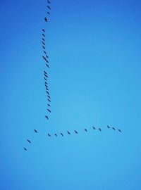 Flock of birds flying in clear blue sky