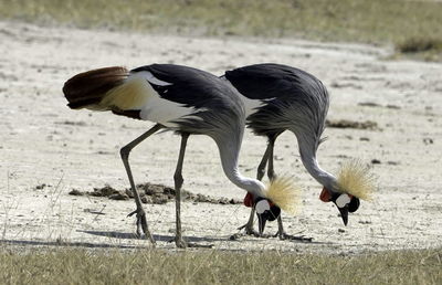 View of birds on beach