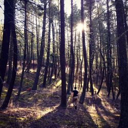 Sun shining through trees in forest