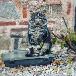 Cat sitting on retaining wall