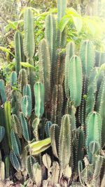 Close-up of succulent plant