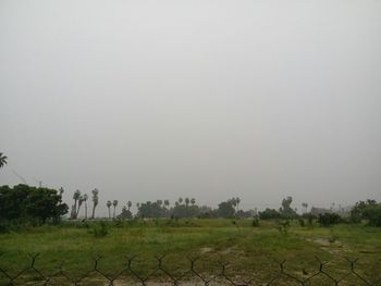 Trees on field against clear sky