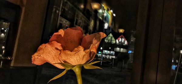 Close-up of illuminated flower in glass container