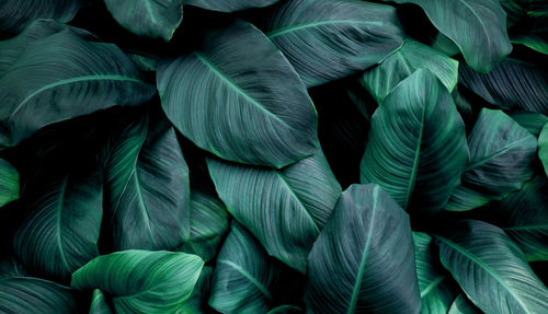 Full frame shot of plants