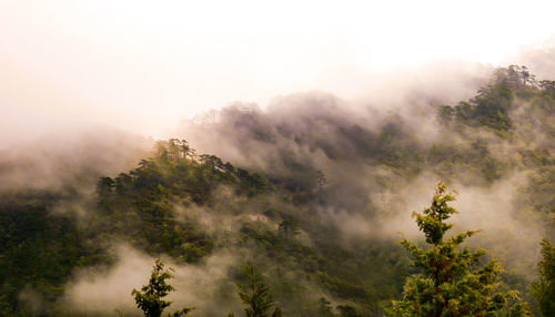 Scenic view of trees against sky during foggy weather