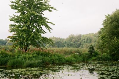 Reflection of trees in lake