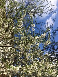 Low angle view of tree against sky