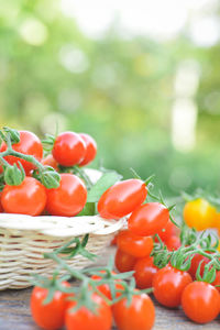 Close-up of cherry tomatoes in basket on table