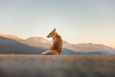 Ground level of wild fox with red fur looking away while sitting on the road against mountain ridge on sunny day in nature