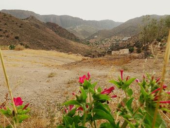 Scenic view of flowering plants on land