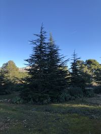 Trees on field against clear blue sky