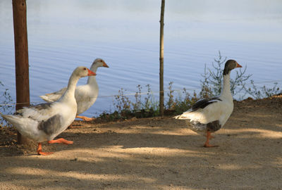View of birds on beach