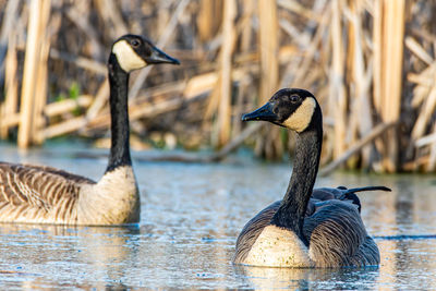 Two canadien geese, branta canadensis, swimming in a wetland near culver, indiana
