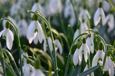 Close-up of white flowers