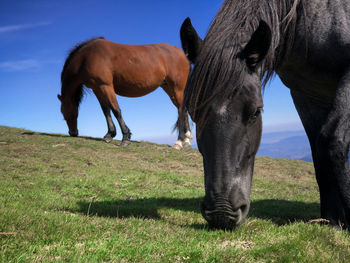 Horse grazing on field