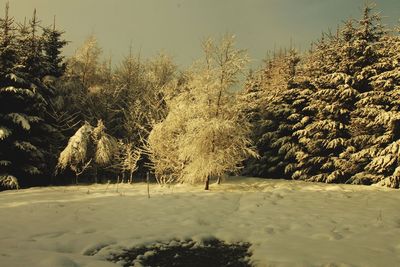 Trees on snow covered landscape