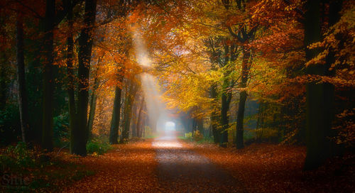 Road amidst trees during autumn