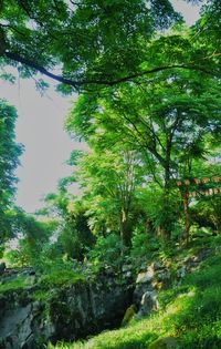 Trees in forest against sky