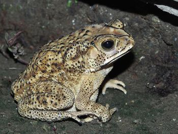 Close-up of lizard