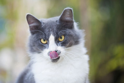 Close-up portrait of cat