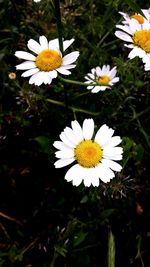 Close-up of white daisy flower