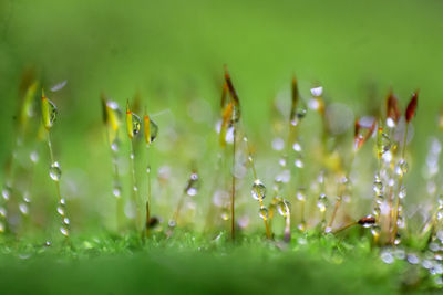 Close-up of grass